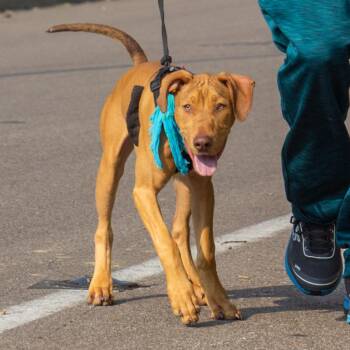 Rescue Doberman Pinscher Dogs for Adoption in Evansville, Indiana - Firefly | PetCurious