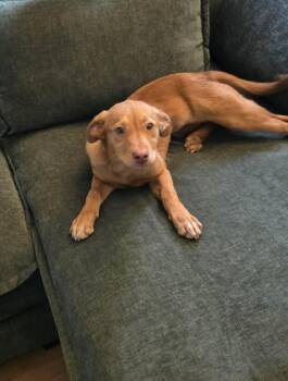 Mixed Breed Dogs Available for Adoption - Recess | PetCurious