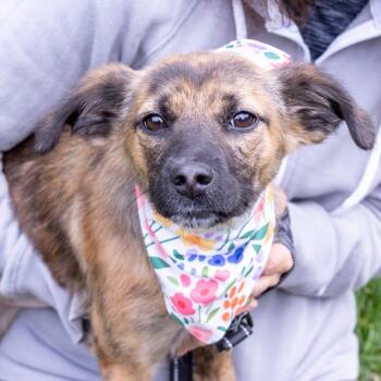 Rescue Spaniel and Mountain Cur Dogs for Adoption in West Grove, Pennsylvania - Moana  (Female)    Avail  11/1 | PetCurious