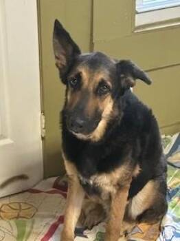 German Shepherd Dog Dogs Available for Adoption in Lake Wylie, South Carolina - Luke | PetCurious