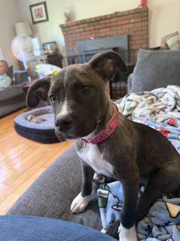 Nyx -  Labrador Retriever Dog for Adoption in Portland, Maine - Nyx | PetCurious