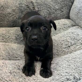Mimi -  Chihuahua and Mixed Breed Dog for Adoption in Phoenix, Arizona - Mimi | PetCurious