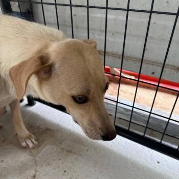 Hound Dogs Available for Adoption in Parrish, Alabama - Kris | PetCurious