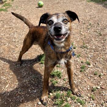 Jack Russell Terrier and Mixed Breed Dogs Available for Adoption in Glenwood Springs, Colorado - Doug | PetCurious