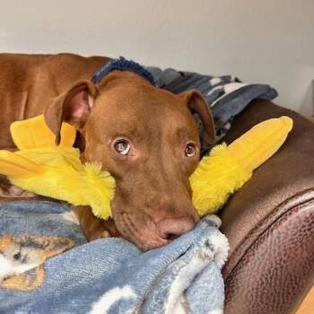 Rescue Mixed Breed Dogs for Adoption in New Port Richey, Florida - Momma | PetCurious