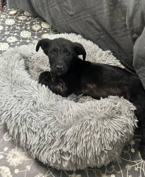 Australian Shepherd and Mixed Breed Dogs Available for Adoption in Union Grove, Wisconsin - Georgie | PetCurious