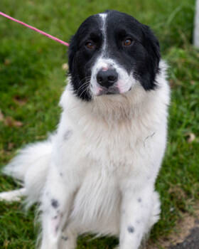 Rescue Border Collie and Great Pyrenees Dogs for Adoption in Pequot Lakes, Minnesota - Maverick | PetCurious