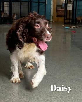 Daisy -  English Springer Spaniel Dog for Adoption in Fredericksburg, Virginia - Daisy | PetCurious