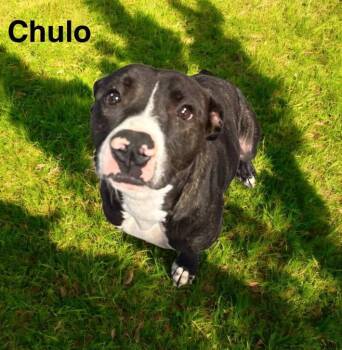 Rescue American Bulldog and Labrador Retriever Dogs for Adoption in Eloise, Florida - Chulo | PetCurious