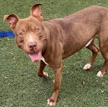 Mel -  American Staffordshire Terrier and Labrador Retriever Dog for Adoption in Gainesville, Georgia - Mel | PetCurious