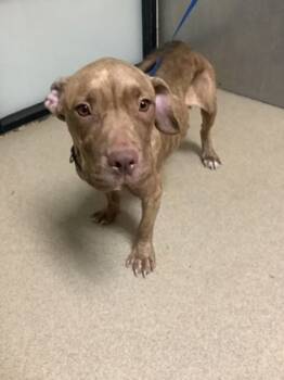 Rescue Pit Bull Terrier and Mixed Breed Dogs for Adoption in Fort Worth, Texas - Emmie | PetCurious