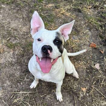 Rescue Pit Bull Terrier Dogs for Adoption in North Huntingdon, Pennsylvania - Belle | PetCurious