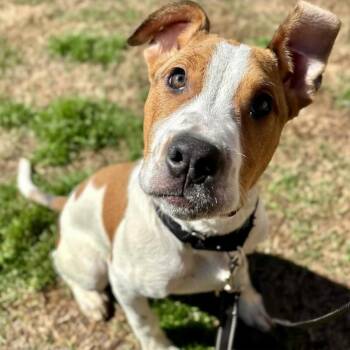 Jack Russell Terrier and Pit Bull Terrier Dogs Available for Adoption in Philadelphia, Pennsylvania - Miller | PetCurious