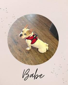 Rescue French Bulldog Dogs for Adoption in Coquitlam, British Columbia - BABE | PetCurious