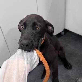 Dustin -  Mixed Breed Dog for Adoption in New York, New York - Dustin | PetCurious