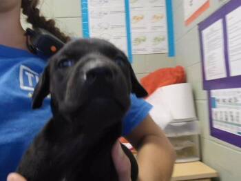 TARRY -  Pit Bull Terrier and Mixed Breed Dog for Adoption in Tulsa, Oklahoma - TARRY | PetCurious