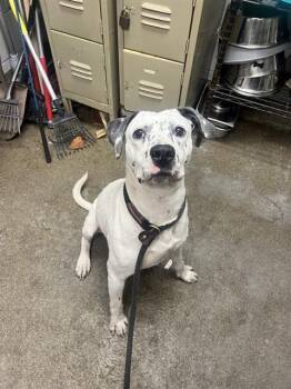 Mixed Breed Dogs Available for Adoption in Jacksonville, Florida - FRECKLES | PetCurious