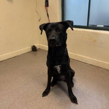 Tilly -  Labrador Retriever and Shepherd Dog for Adoption in Pasadena, California - Tilly | PetCurious