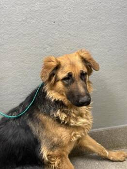 LIN -  German Shepherd Dog Dog for Adoption in Las Vegas, Nevada - LIN | PetCurious