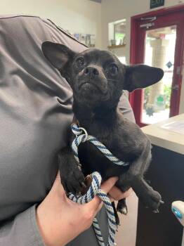 Ruffles -  Chihuahua and Mixed Breed Dog for Adoption in Chico, California - Ruffles | PetCurious