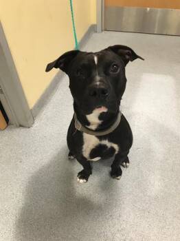 Rescue Pit Bull Terrier Dogs for Adoption in Tustin, California - BUBBLES | PetCurious