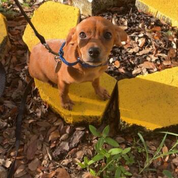 Charli (puppy) -  Chihuahua and Mixed Breed Dog for Adoption in Pinellas Park, Florida - Charli (puppy) | PetCurious