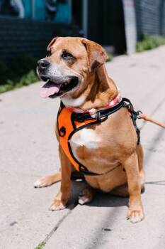 Boxer and Rhodesian Ridgeback Dogs Available for Adoption in Manhattan Beach, California - Arya....into The Stars!! | PetCurious