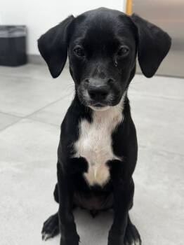 LUNA -  Shepherd and Labrador Retriever Dog Available for Adoption - LUNA | PetCurious