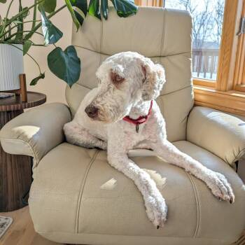 Poodle and Standard Poodle Dogs Available for Adoption - Butch | PetCurious