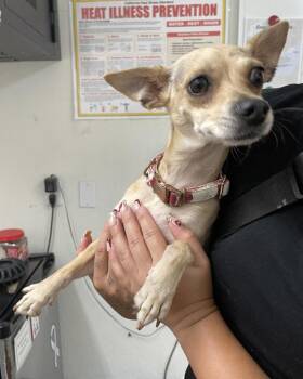 Bunny -  Chihuahua Dog for Adoption in Chico, California - Bunny | PetCurious