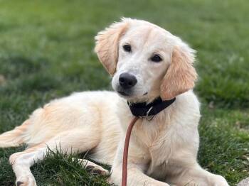 Labrador Retriever Dogs Available for Adoption in West Milwaukee, Wisconsin - Demi - $750 | PetCurious