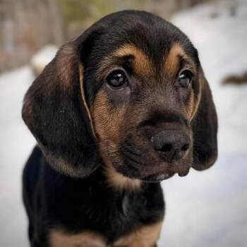 Hound Dogs Available for Adoption - CT Lexi Avail Feb 21 (Tractor Supply- Putnam, CT) | PetCurious