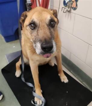 WAGGZ -  Mixed Breed Dog for Adoption in Santa Fe, New Mexico - WAGGZ | PetCurious