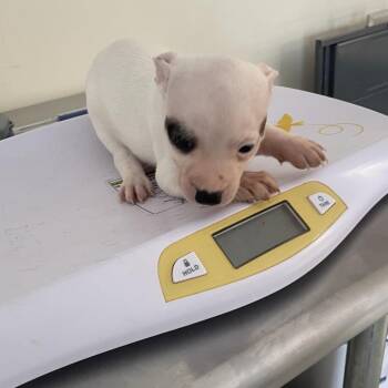 Pup 6 (cooper) -  Rat Terrier and Mixed Breed Dog for Adoption in Galax, Virginia - Pup 6 (cooper) | PetCurious