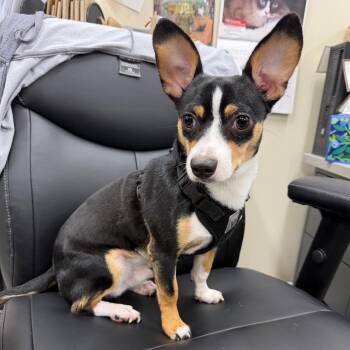 Tyson -  Chihuahua and Mixed Breed Dog for Adoption in Sunrise, Florida - Tyson | PetCurious