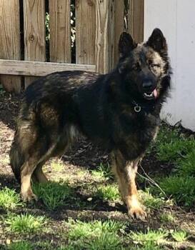 Nero -  German Shepherd Dog Dog for Adoption in Rocky Point, North Carolina - Nero | PetCurious