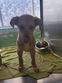 Shepherd Dogs Available for Adoption - Pen 229 Poseidon | PetCurious