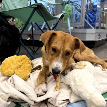 Sutton -  Mixed Breed Dog for Adoption in Buffalo, Minnesota - Sutton | PetCurious