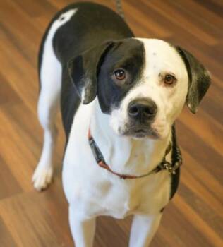 Rescue Labrador Retriever and Mixed Breed Dogs for Adoption in Bowling Green, Kentucky - Boon | PetCurious