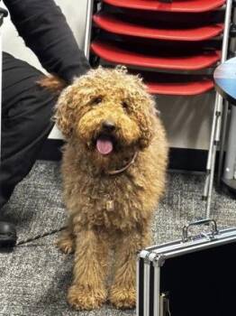 Mixed Breed Dogs Available for Adoption in West Chester, Pennsylvania - Margarito | PetCurious