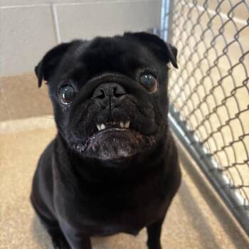 Pudge -  Pug Dog for Adoption in Bristol, Indiana - Pudge | PetCurious