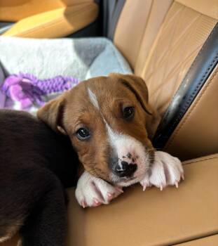Catahoula Leopard Dog and Cattle Dog Dogs Available for Adoption in Phoenix, Arizona - Tequila | PetCurious