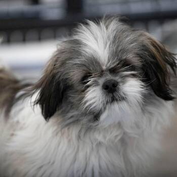 Shih Tzu Dogs Available for Adoption - Anthony (F26-41) | PetCurious