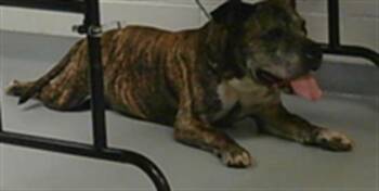 Rescue Pit Bull Terrier Dogs for Adoption in St. Cloud, Florida - GOTTI | PetCurious