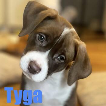 Terrier and Mixed Breed Dogs Available for Adoption - Tyga | PetCurious