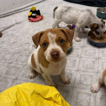 Mead -  Pit Bull Terrier and Cattle Dog Dog for Adoption in Phoenix, Arizona - Mead | PetCurious