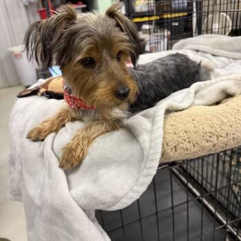Toodles -  Yorkshire Terrier Dog for Adoption in Muldrow, Oklahoma - Toodles | PetCurious