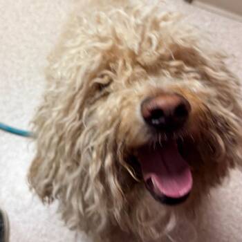 Poodle and Golden Retriever Dogs Available for Adoption - Murphy | PetCurious