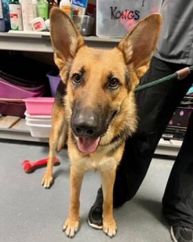 Gunther -  Mixed Breed Dog for Adoption in Fort Worth, Texas - Gunther | PetCurious