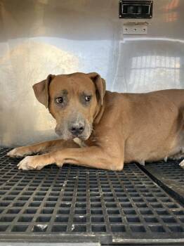 ERIKA -  Mixed Breed Dog for Adoption in Dallas, Texas - ERIKA | PetCurious
